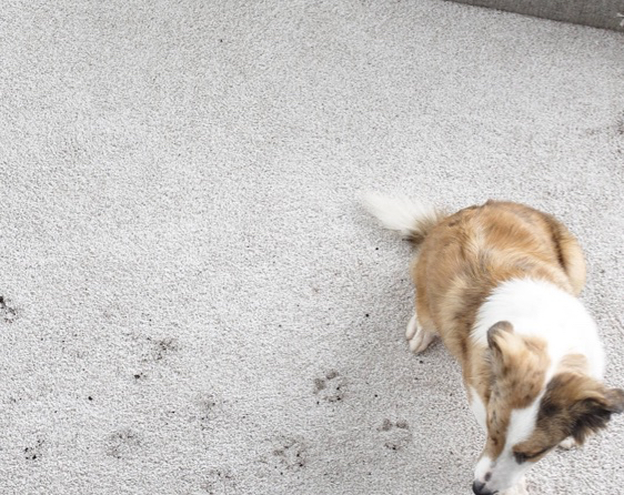 Carpet floor cleaning | Tri-City Carpet